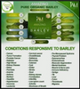 Amazing Barley
