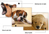 ULTRASOUND PET Mat Covers